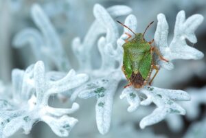家庭用脱毛器の2度打ちによる効果は本当にあるのか？